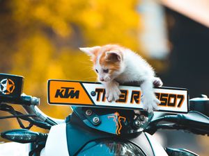 Preview wallpaper kitten, cat, motorcycle, bike, ktm