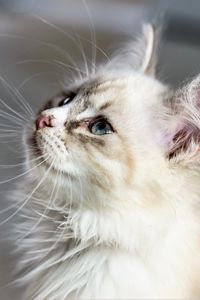 Preview wallpaper kitten, cat, muzzle, fluffy, look