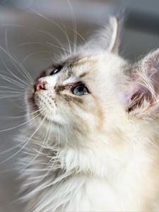 Preview wallpaper kitten, cat, muzzle, fluffy, look