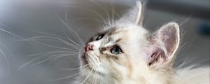 Preview wallpaper kitten, cat, muzzle, fluffy, look