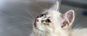 Preview wallpaper kitten, cat, muzzle, fluffy, look
