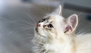 Preview wallpaper kitten, cat, muzzle, fluffy, look