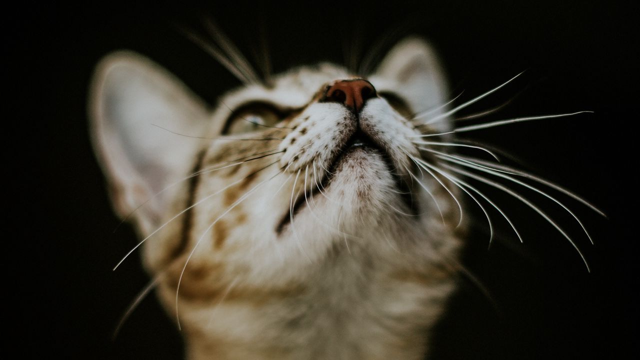 Wallpaper kitten, cat, nose, muzzle, blur