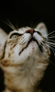 Preview wallpaper kitten, cat, nose, muzzle, blur