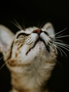 Preview wallpaper kitten, cat, nose, muzzle, blur
