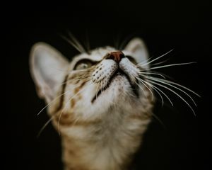 Preview wallpaper kitten, cat, nose, muzzle, blur
