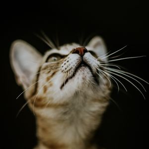 Preview wallpaper kitten, cat, nose, muzzle, blur