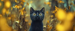 Preview wallpaper kitten, cat, pet, autumn, black, funny, cute