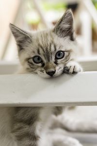 Preview wallpaper kitten, cat, pet, gray