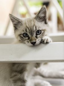 Preview wallpaper kitten, cat, pet, gray