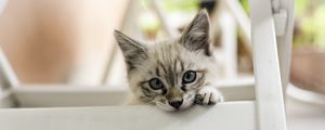 Preview wallpaper kitten, cat, pet, gray