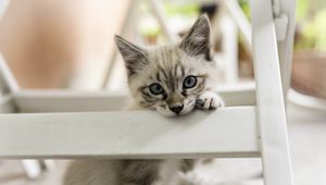 Preview wallpaper kitten, cat, pet, gray