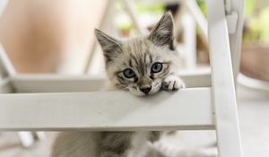 Preview wallpaper kitten, cat, pet, gray