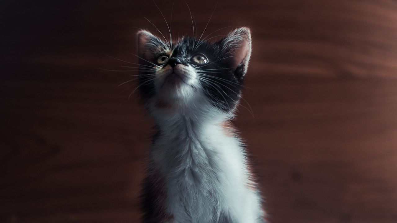 Wallpaper kitten, cat, pet, glance, cute