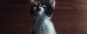 Preview wallpaper kitten, cat, pet, glance, cute