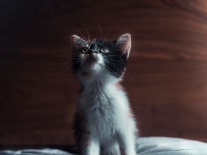 Preview wallpaper kitten, cat, pet, glance, cute