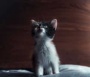 Preview wallpaper kitten, cat, pet, glance, cute
