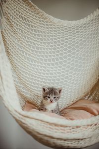 Preview wallpaper kitten, cat, pet, gray, hammock