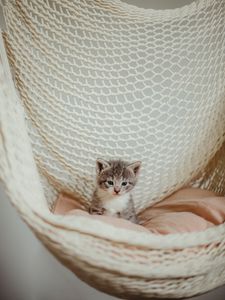 Preview wallpaper kitten, cat, pet, gray, hammock