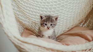 Preview wallpaper kitten, cat, pet, gray, hammock