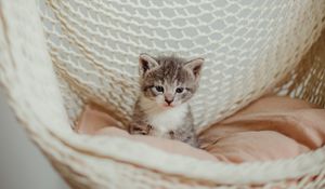 Preview wallpaper kitten, cat, pet, gray, hammock
