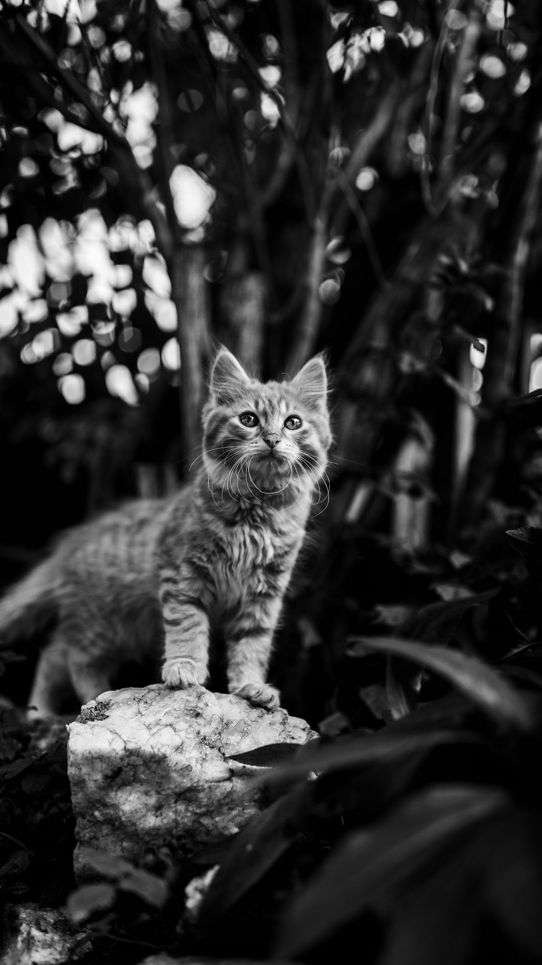 Kitten: Hình ảnh chú mèo con tuyệt đẹp giúp bạn tạo nên những ký ức đáng nhớ. Hãy cho bản thân mình thư giãn và nhìn thấy những điều đáng yêu nhất của thế giới động vật.