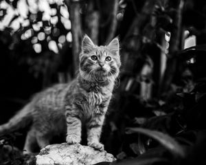 Preview wallpaper kitten, cat, pet, animal, bw