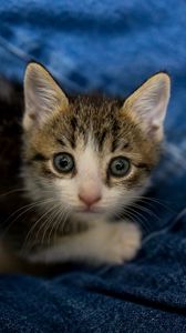 Preview wallpaper kitten, cat, pet, cute, glance