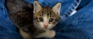 Preview wallpaper kitten, cat, pet, cute, glance