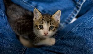Preview wallpaper kitten, cat, pet, cute, glance