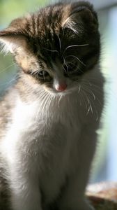 Preview wallpaper kitten, cat, pet, cute