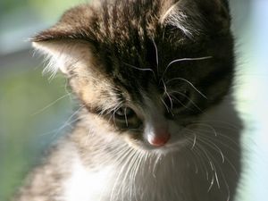 Preview wallpaper kitten, cat, pet, cute