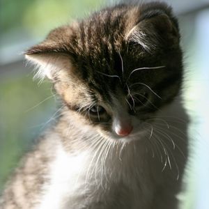 Preview wallpaper kitten, cat, pet, cute