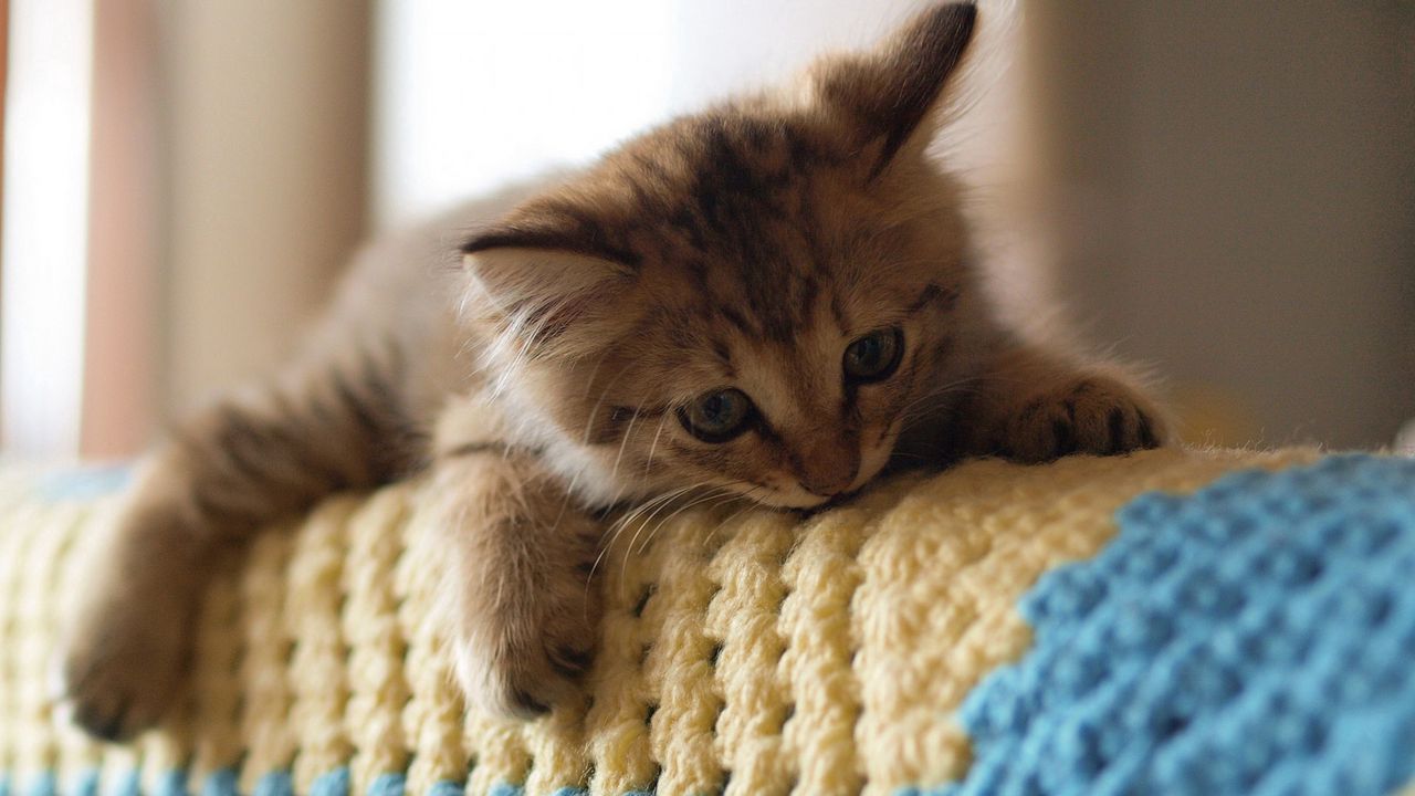 Wallpaper kitten, cat, playful, lying