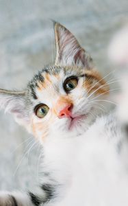 Preview wallpaper kitten, cat, selfie