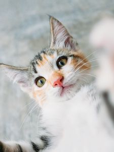 Preview wallpaper kitten, cat, selfie