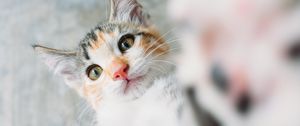 Preview wallpaper kitten, cat, selfie
