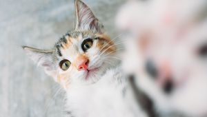 Preview wallpaper kitten, cat, selfie