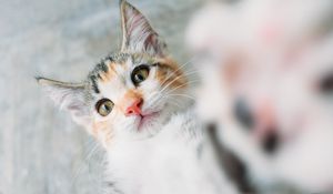 Preview wallpaper kitten, cat, selfie