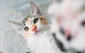 Preview wallpaper kitten, cat, selfie