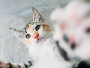 Preview wallpaper kitten, cat, selfie