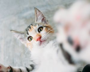 Preview wallpaper kitten, cat, selfie