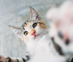 Preview wallpaper kitten, cat, selfie