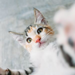 Preview wallpaper kitten, cat, selfie