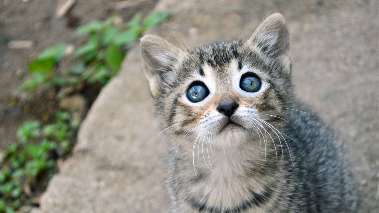 Wallpaper kitten, cat, sight, cute, baby