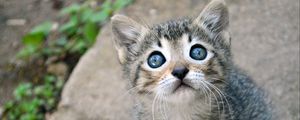 Preview wallpaper kitten, cat, sight, cute, baby