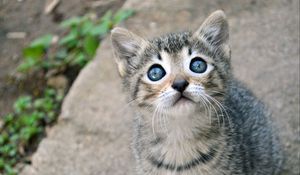 Preview wallpaper kitten, cat, sight, cute, baby