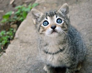 Preview wallpaper kitten, cat, sight, cute, baby