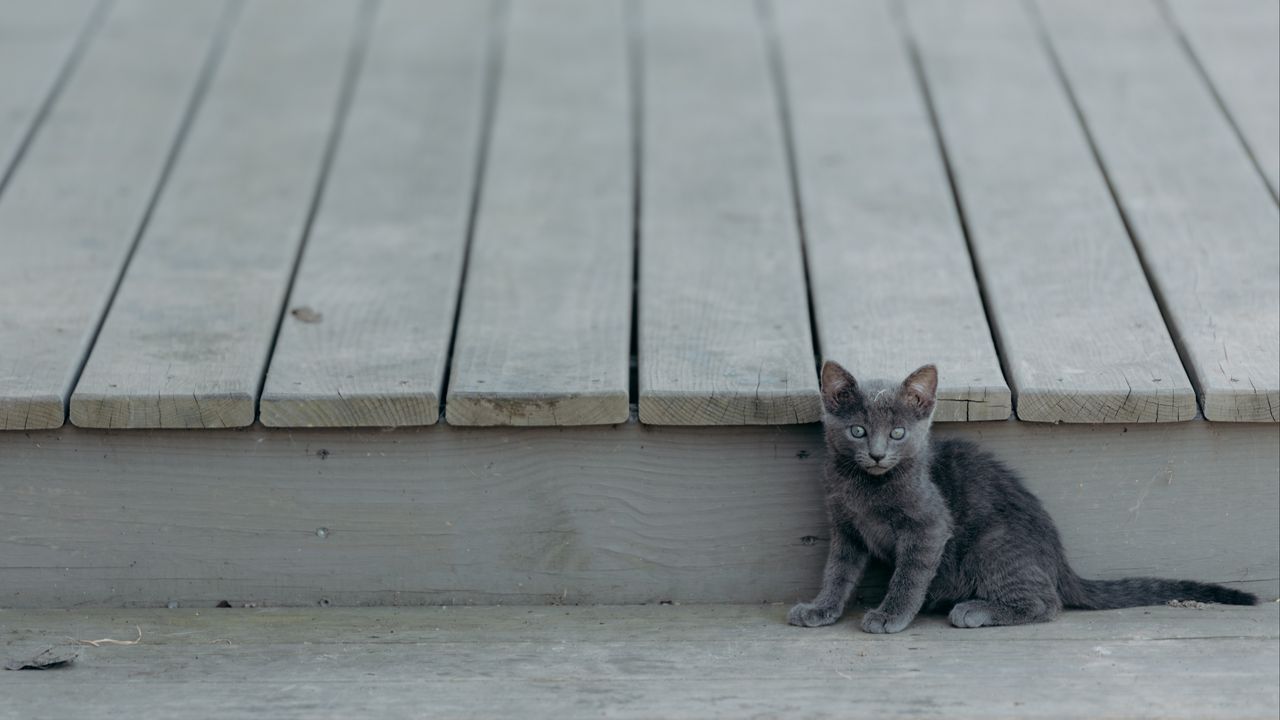Wallpaper kitten, cat, sitting, baby