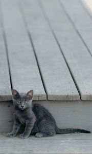 Preview wallpaper kitten, cat, sitting, baby